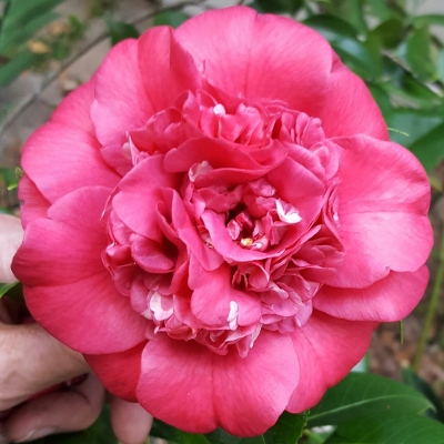 April Tryst